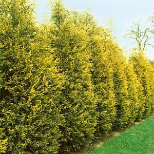 Cyprusovec leylandský (Cupressocyparis leylandii) ´GOLD RIDER´ (-18°C) výška 40-70cm, C2L